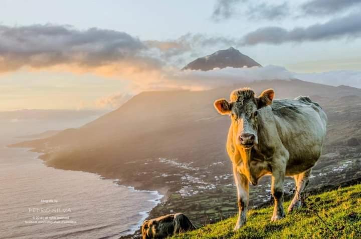 Ninho Das Cagarras Santo Amaro  Esterno foto